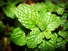 Peppermint plant