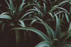 Aloe plant