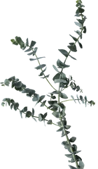 Eucalyptus